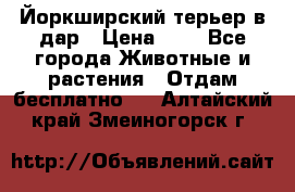 Йоркширский терьер в дар › Цена ­ 1 - Все города Животные и растения » Отдам бесплатно   . Алтайский край,Змеиногорск г.